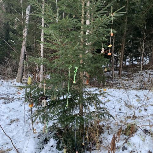 Waldweihnacht