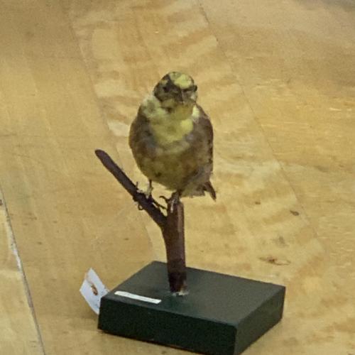 Wiesenvögel