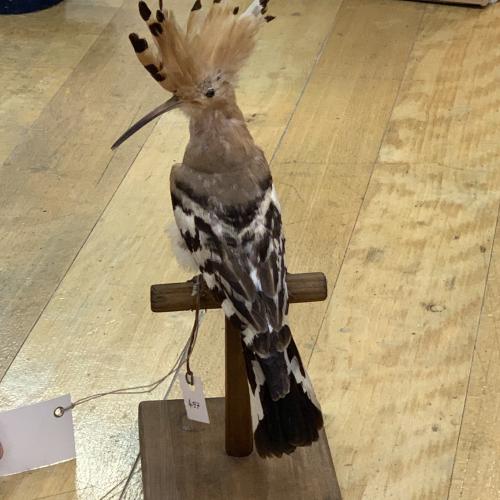 Wiesenvögel