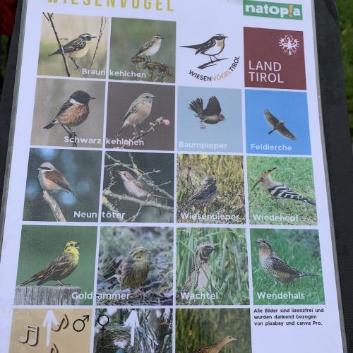 Wiesenvögel