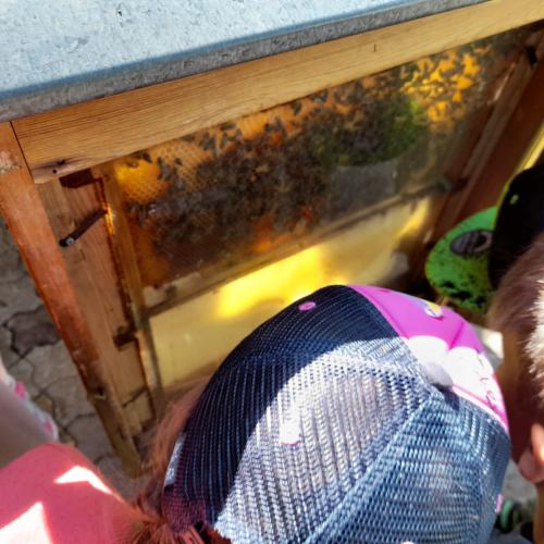 Bienen 1c