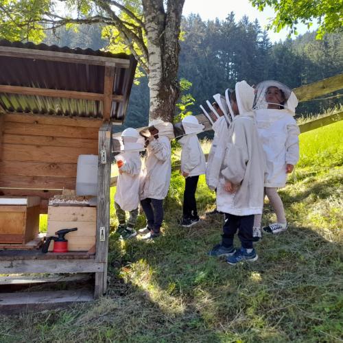 Bienen 1c