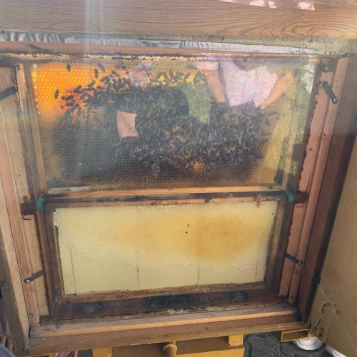 Bienen