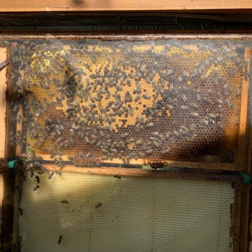 Bienen