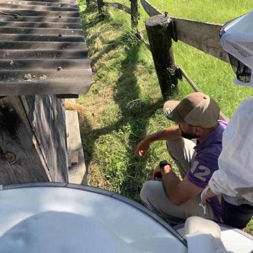 Bienen