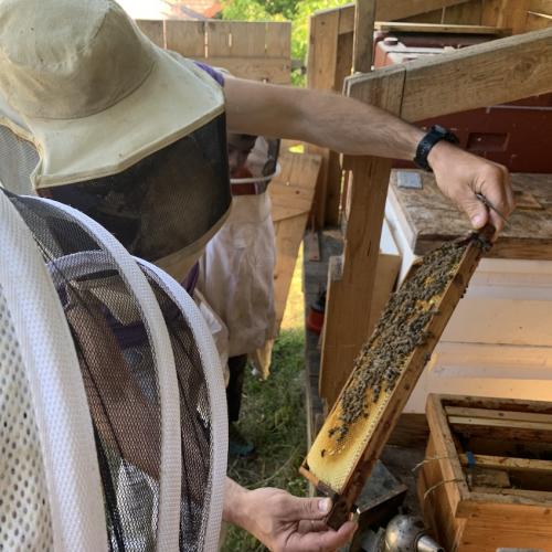 Bienen