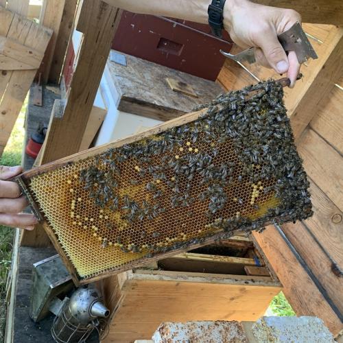 Bienen