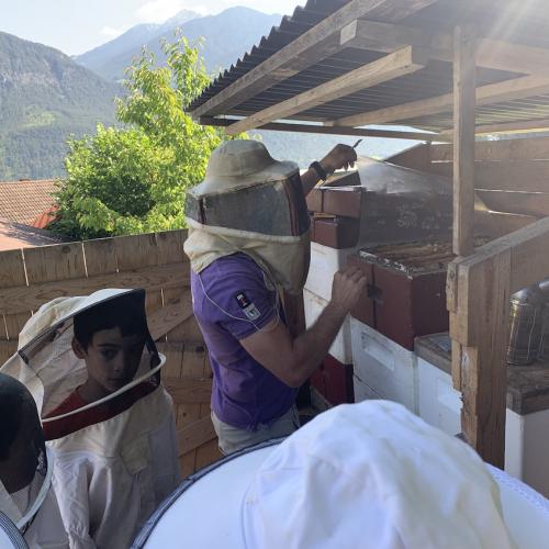 Bienen