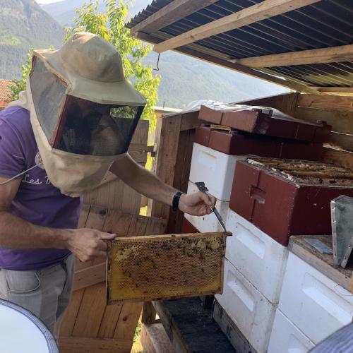 Bienen