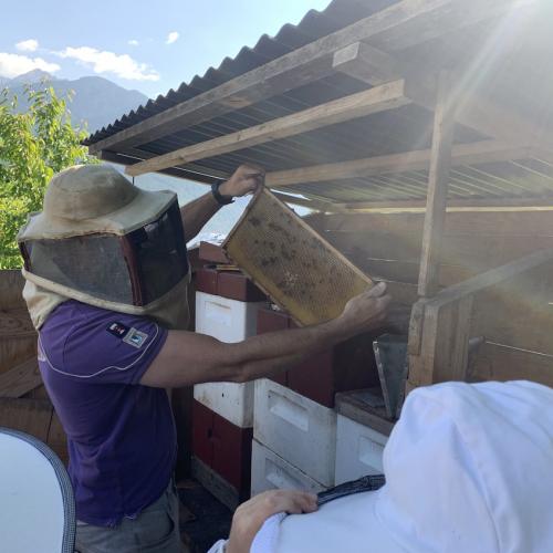 Bienen