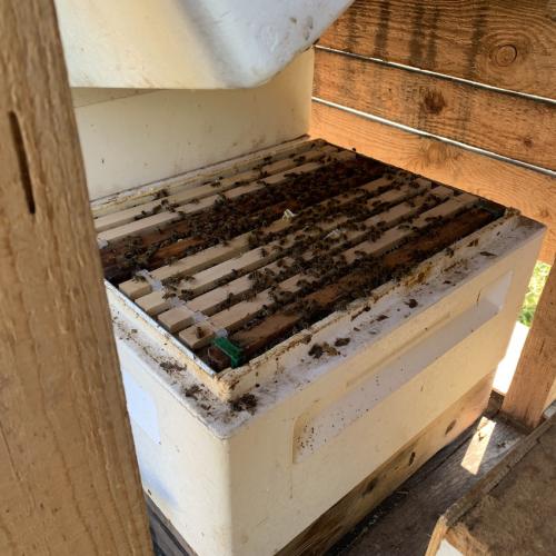 Bienen