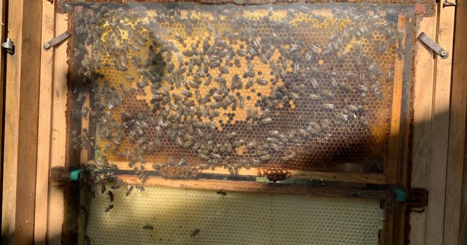 Bienen