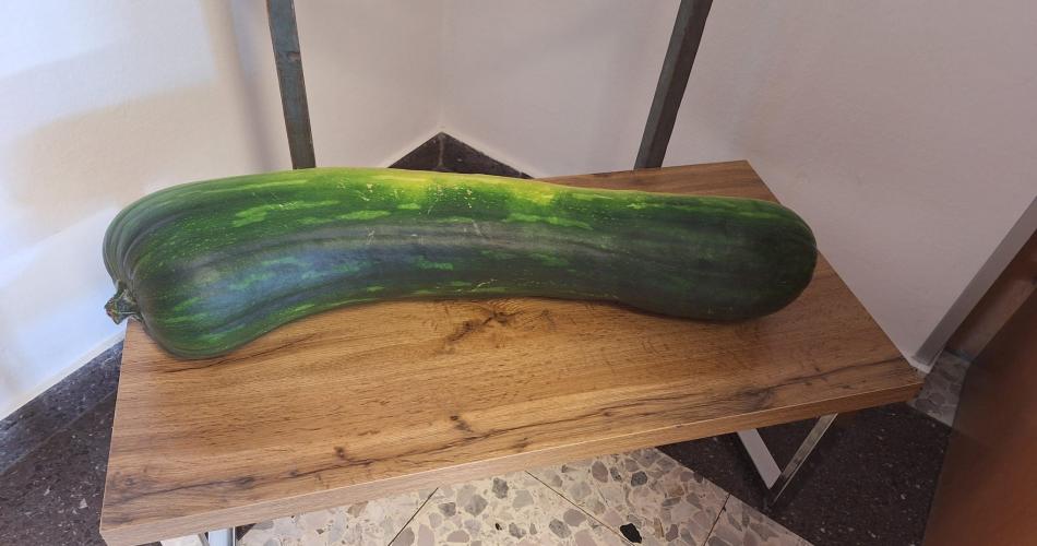 Kürbis